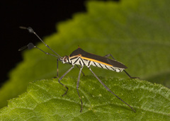 Plapigus circumcinctus