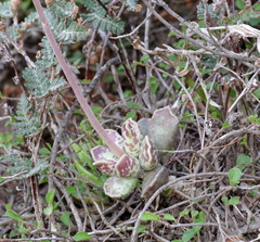 Adromischus cooperi