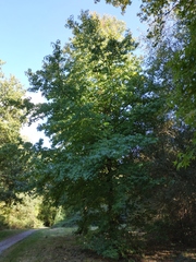 Liquidambar styraciflua