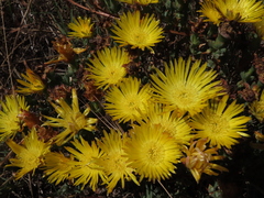 Lampranthus glaucus