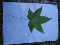 Liquidambar styraciflua
