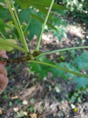 Liquidambar styraciflua