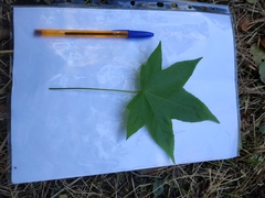 Liquidambar styraciflua