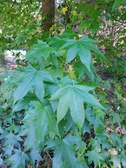 Liquidambar styraciflua
