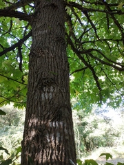 Liquidambar styraciflua