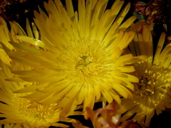 Lampranthus glaucus