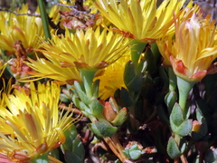 Lampranthus glaucus