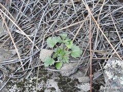 Ranunculus ollissiponensis