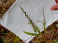 Setaria macrostachya