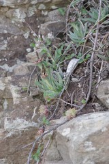 Bergeranthus multiceps