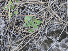 Ranunculus ollissiponensis