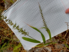 Setaria macrostachya