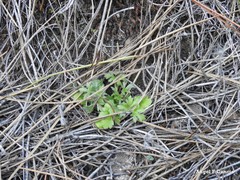 Ranunculus ollissiponensis
