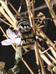 Copestylum fornax