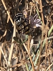 Copestylum fornax