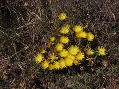 Lampranthus glaucus