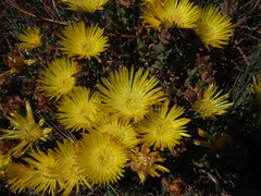 Lampranthus glaucus