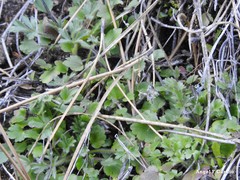 Ranunculus ollissiponensis