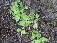 Ranunculus ollissiponensis