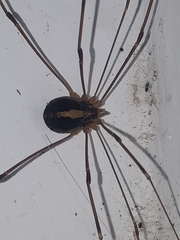 Cosmobunus granarius