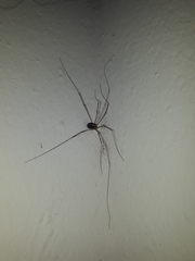 Cosmobunus granarius