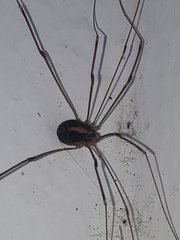 Cosmobunus granarius