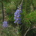 Lodgepole Lupine - Photo (c) ap90, some rights reserved (CC BY-NC), uploaded by ap90