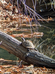 Trachemys scripta scripta