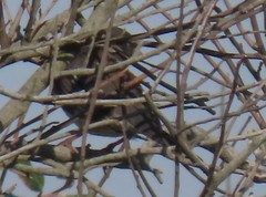Passerella iliaca