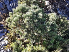Pinus culminicola
