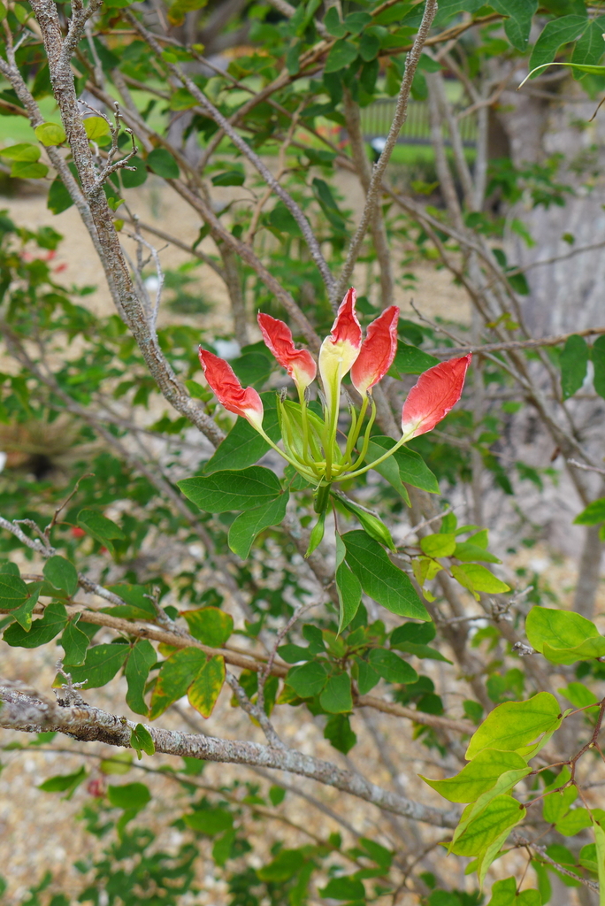 Bauhinia madagascariensis