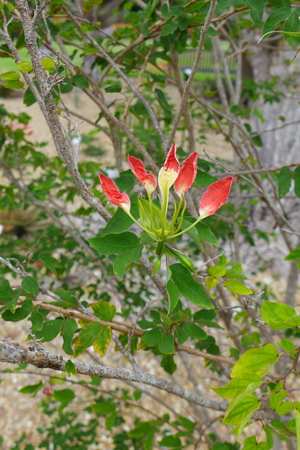 Bauhinia madagascariensis - Photo (c) scott.zona, μερικά δικαιώματα διατηρούνται (CC BY-NC)