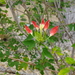 Bauhinia madagascariensis - Photo (c) scott.zona,  זכויות יוצרים חלקיות (CC BY-NC)