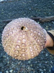 Strongylocentrotus purpuratus