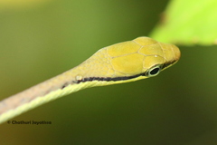 Dendrelaphis wickrorum