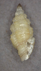 Lienardia mighelsi