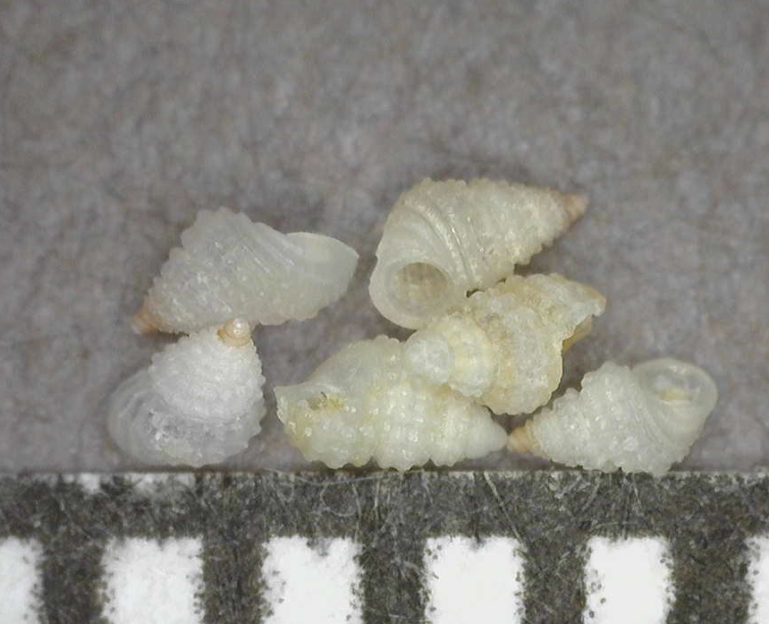 Mareleptopoma