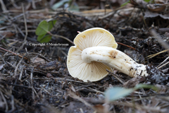 Tricholoma fumosoluteum