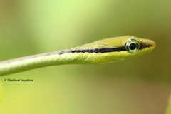 Dendrelaphis wickrorum