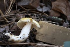 Tricholoma fumosoluteum