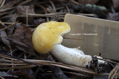 Tricholoma fumosoluteum