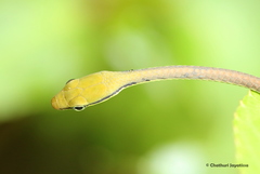 Dendrelaphis wickrorum