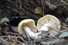 Tricholoma fumosoluteum