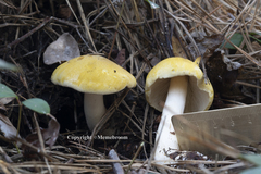 Tricholoma fumosoluteum