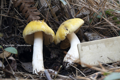 Tricholoma fumosoluteum