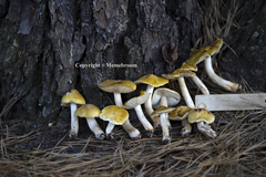 Tricholoma fumosoluteum
