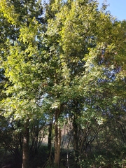 Acer campestre