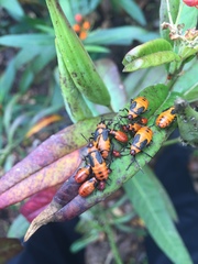 Oncopeltus fasciatus