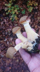Fungi