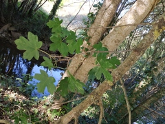 Acer campestre